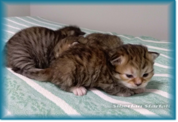 Kittens available of Siberian Starfall the siberian cattery - Siberian ...